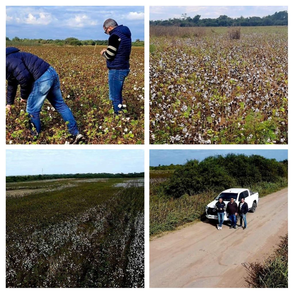 AHORA MÁS CAMPO: EL GOBIERNO PROVINCIAL HACE UN SEGUIMIENTO Y VERIFICA LOTES DE ALGODONEROS ASISTIDOS